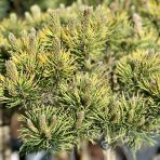 Borovica horská (Pinus mugo) ´WINTERGOLD´ – výška: 50-70 cm, kont. C5L - NA KMIENKU